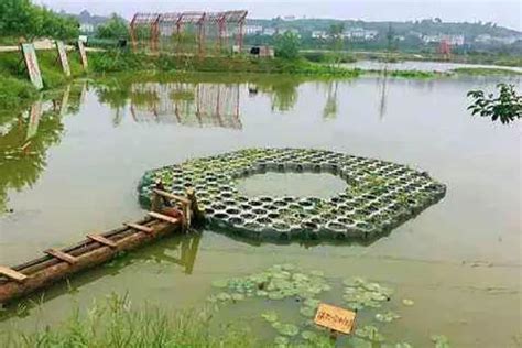 死水養魚|死水小池塘養什麼魚好，哪些魚類可以養在死水中精選